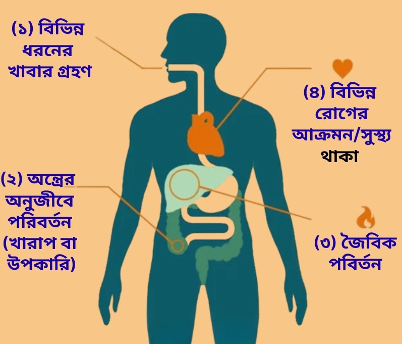 মানসিক বিষণ্ণতা এবং উদ্বেগ তাড়াতে অন্ত্রের অনুজীবসমূহ ও প্রোবায়োটিকের ভূমিকা
